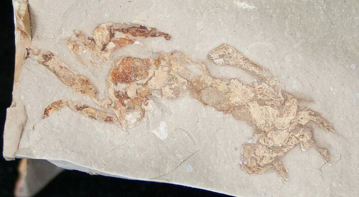 Fossil Pea Crab (Pinnixa) From California - Miocene #15801